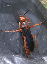 Tachypompilus ferrugineus